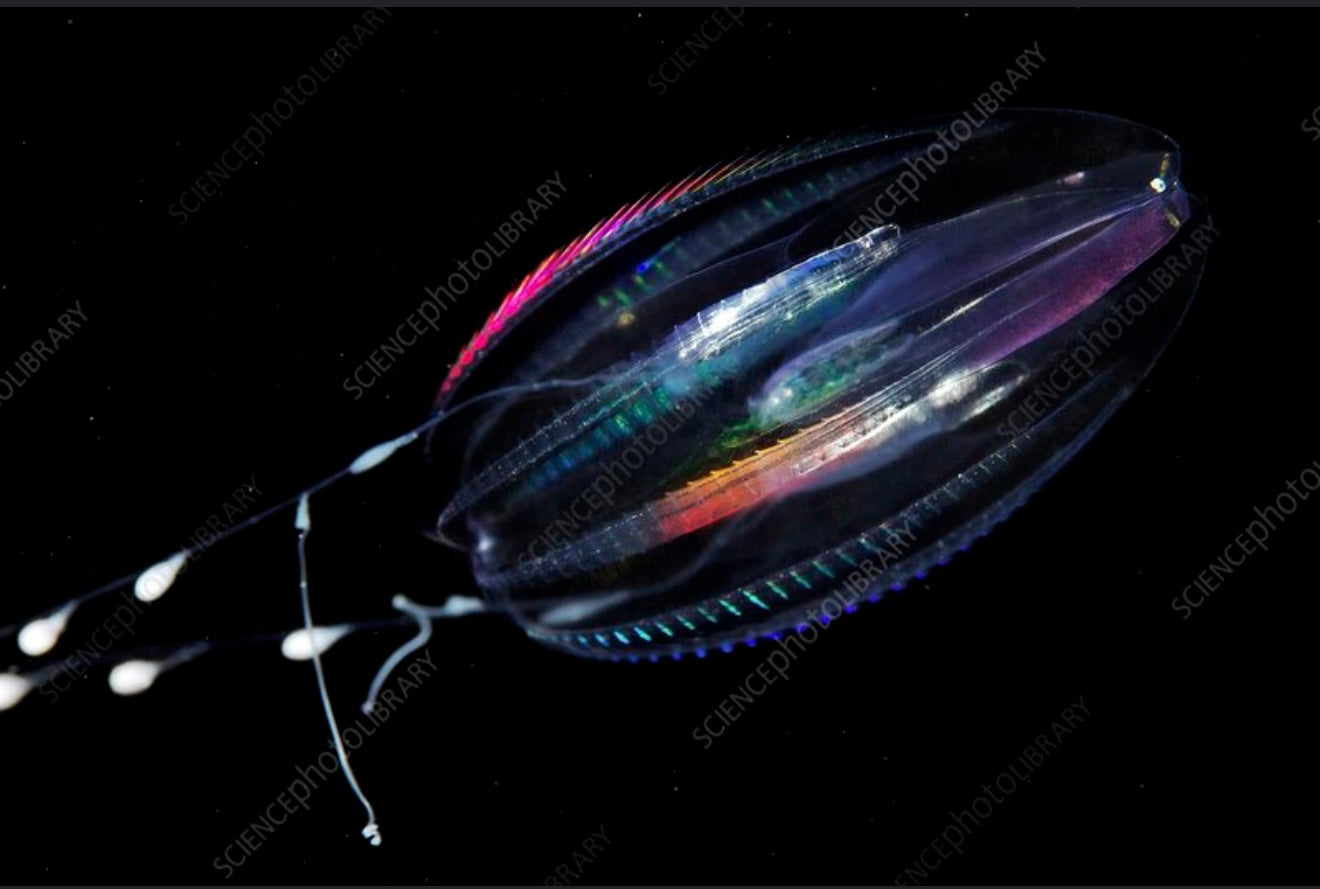 Comb Jellies
