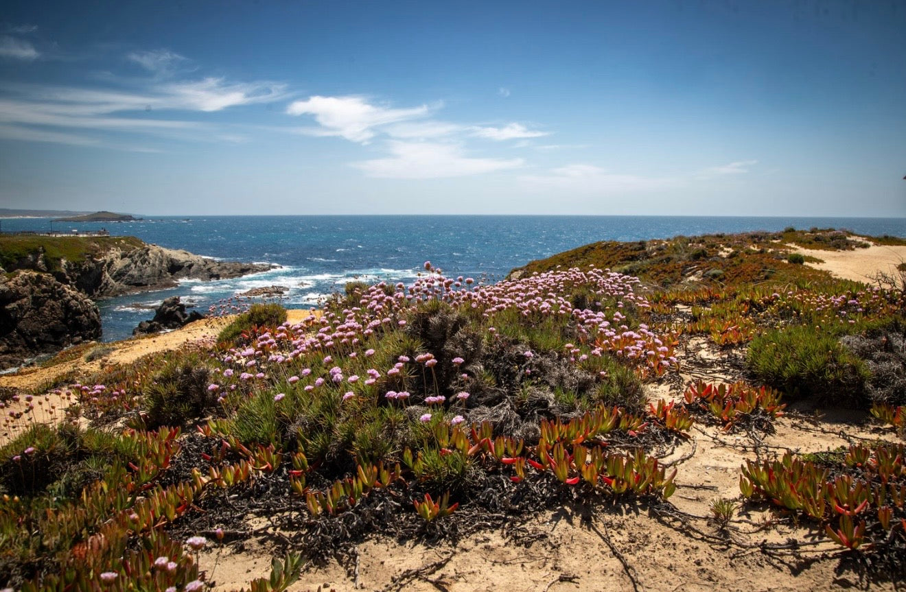 Coastal Landscape w/ pink flowers